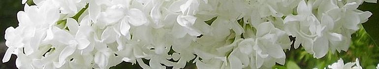 Alex Carrick’s Blog header image 3